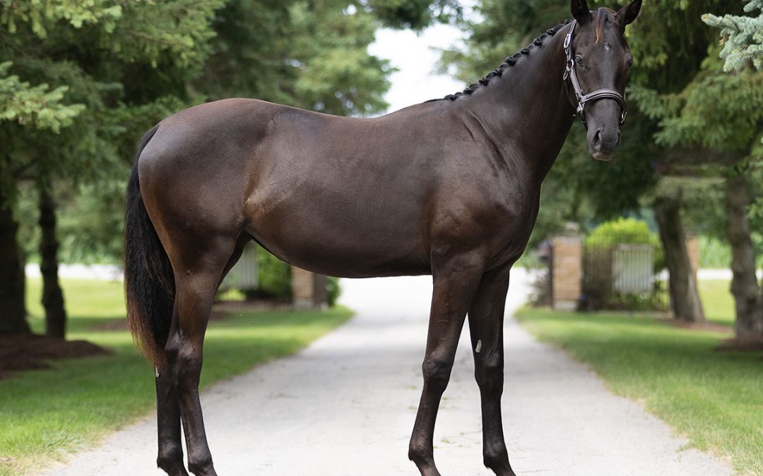 Dressage Pony